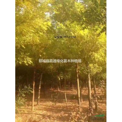 求購15公分欒樹到嘉通綠化苗木基地 規(guī)格報價基地實照