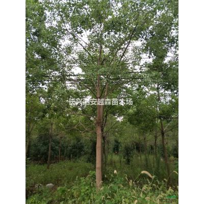 浙江湖州低價處理12-20公分優質無患子