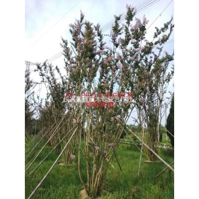 優(yōu)惠專供多枝烏桕，多枝櫸樹，多枝樸樹，叢生紫薇