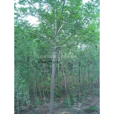 無患子種植技術，江西無患子種植技術