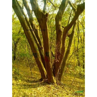 出售米徑13公分櫸樹，紅櫸樹價格