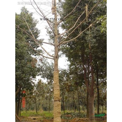櫻花 瀏陽市澤云苗木種植專業(yè)合作社 咨詢櫻花價格聯(lián)系我