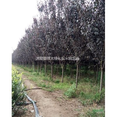 供應(yīng)8公分櫻花樹(shù)，櫻花價(jià)格，日本晚櫻價(jià)格