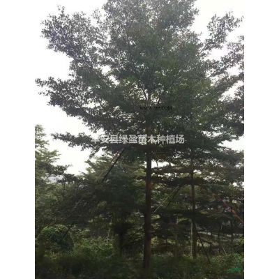 福建樸樹批發/供應