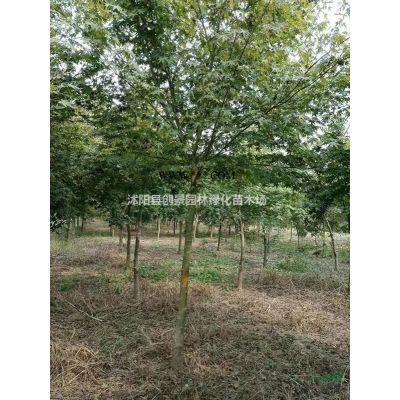 樸樹 基地直銷 量大從優(yōu)_樸樹價(jià)格