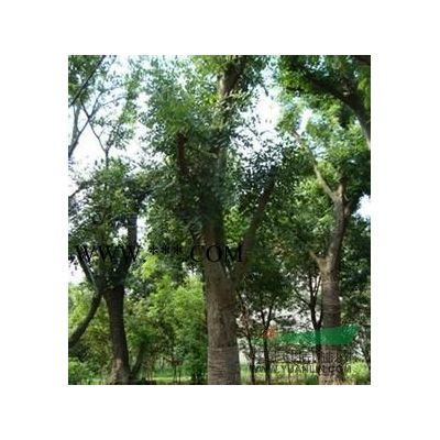 8-10公分日本櫻花銷售南京櫻花基地