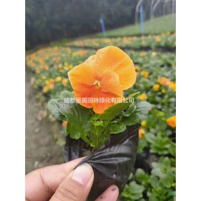 1.3-1.5米分支的櫻花樹工程苗出售  櫻花基地銷售櫻花樹  櫻花供應