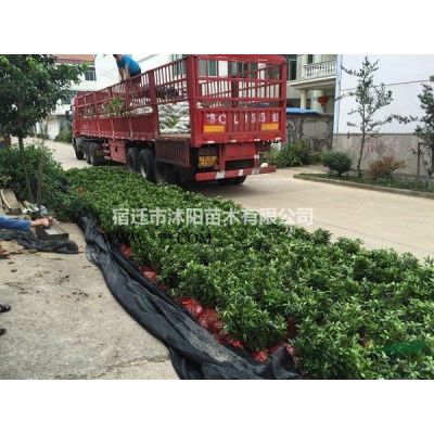 紅花紫薇價格_紅花紫薇產(chǎn)地_紅花紫薇綠化苗木苗圃基地