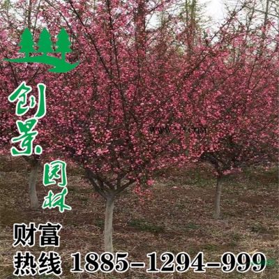 紫薇 苗木批發(fā) 苗木價(jià)格  紫薇樹_圖片_苗圃低價(jià)直銷