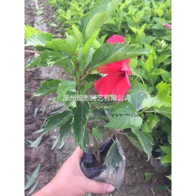 福建小葉紫薇容器苗 漳州叢生紫薇價格哪里好/哪家便宜