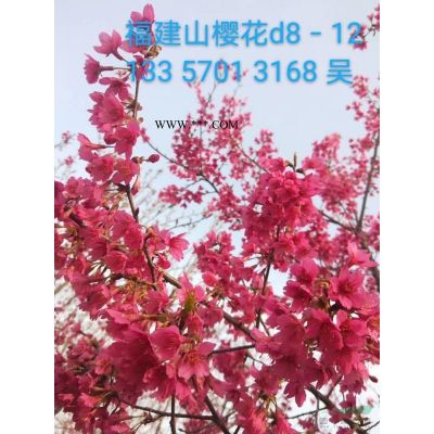 美國紫薇 浙江美國紫薇價格行情報價/美國紫薇 浙江美國紫薇價格圖片展示