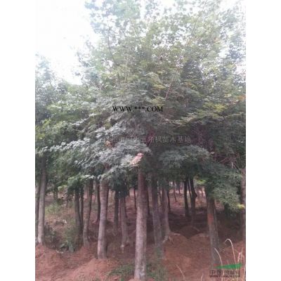 湖北紫薇樁3124信息