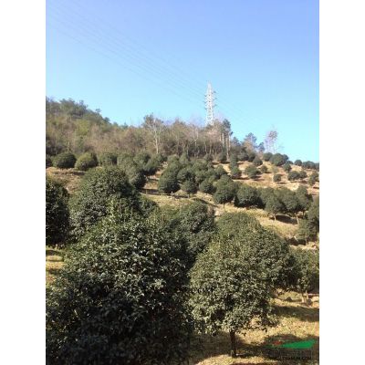 紫薇價(jià)格 今年紫薇便宜 寧波紫薇 浙江紫薇行情走勢