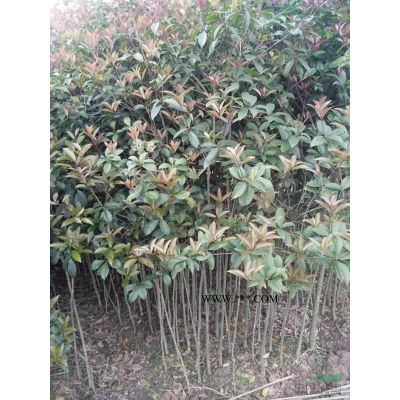 廣紫薇樁/紫薇樹樁造型/大規格紫薇樹樁低價供應/紫薇價格行情