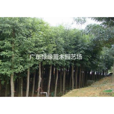 廣東大葉紫薇/大花紫薇/哪里有大葉紫薇/大葉紫薇袋苗