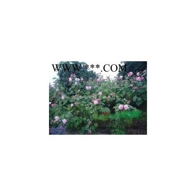 8公分紫薇，8公分紫薇價格，8公分紫薇圖片