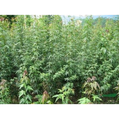 江西欒樹小苗、大葉女貞小苗、樸樹小苗、紅楓小苗、雞爪槭小苗