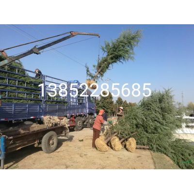 10公分12公分銀杏樹價(jià)格