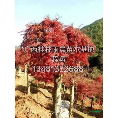 供應5-30公分嫁接紅楓