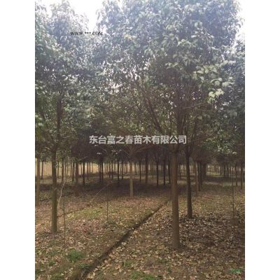 紅楓，日本三季紅楓，美國紅楓