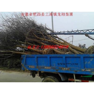 無(wú)刺構(gòu)骨 紫葉李,大葉女貞,香樟,紫薇,馬褂木,水杉,黃連木