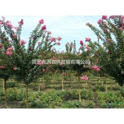 大小規格可供江西紫薇 紫薇樹價格 紫薇*直銷基地