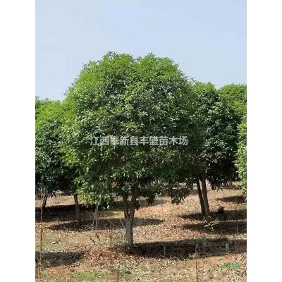 10-20公分馬褂木江西報(bào)價(jià)哪里準(zhǔn)確？馬褂木多少錢(qián)