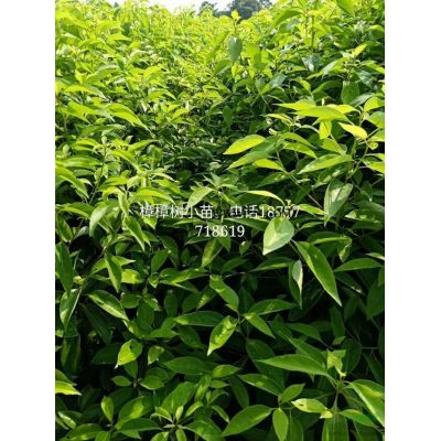 供應5-10公分紅楓。