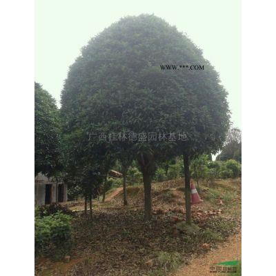 紅楓行情報價\紅楓圖片展示