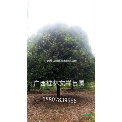 供應紅楓 廣西紅楓 10cm 12cm 15cm原生精品紅楓