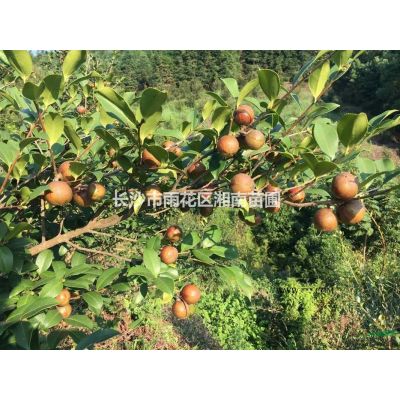 紅楓、湖南紅楓、長沙紅楓、紅楓批發、高桿紅楓、美國紅楓