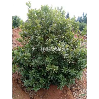 供應2-8，紫薇