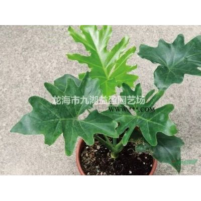 物美價廉 品種多樣紅楓