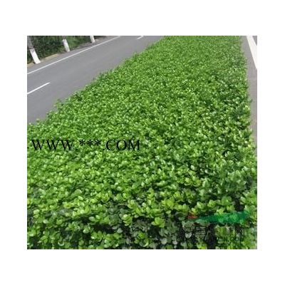 紫薇河北紫薇，*便宜的紫薇，質量*好紫薇