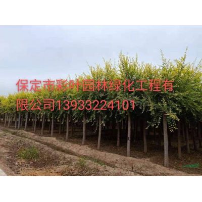 紅葉李 河北紅葉李 紫葉李 紅葉李價格紅葉李圖片