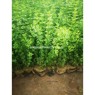 2020年河南欒樹 大小規(guī)格欒樹農(nóng)戶基地 鄢陵欒樹新報價