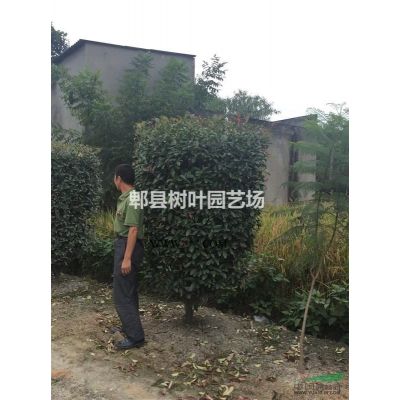 紅葉李，低分枝紅葉李，叢生紅葉李，郫縣紅葉李基地