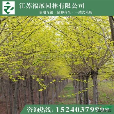紫葉李別稱紅葉李、櫻桃李  紫葉李*新價格  紫葉李照片