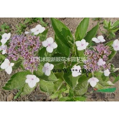 雪松價格_雪松圖片_雪松產地_雪松綠化苗木苗圃基地