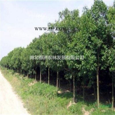 紅葉李報價 紅葉李批發 供應紫葉李 紫葉李報價