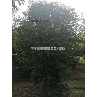 欒樹、南欒、北欒、黃山欒、叢生欒樹、北京欒