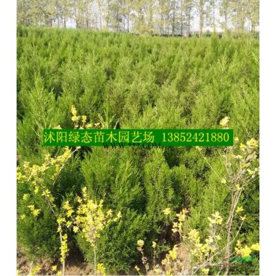 苗圃批發(fā)3公分紅葉李價(jià)格，紅葉李價(jià)格1元，規(guī)格全