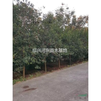 浙江供應(yīng)黃山欒樹 精品欒樹 無患子 精品無患子