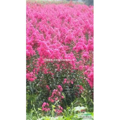 6——20公分欒樹河南東潤正在熱銷