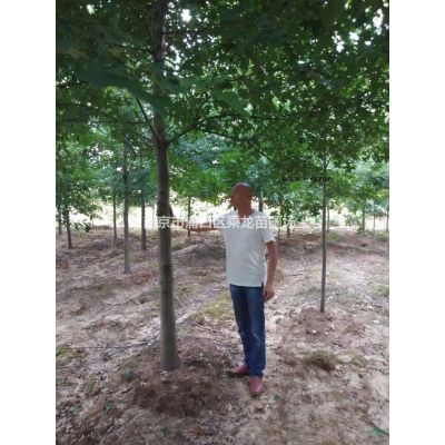 南京雪松基地1米雪松3米雪松2米雪松4米雪松價格是多少錢