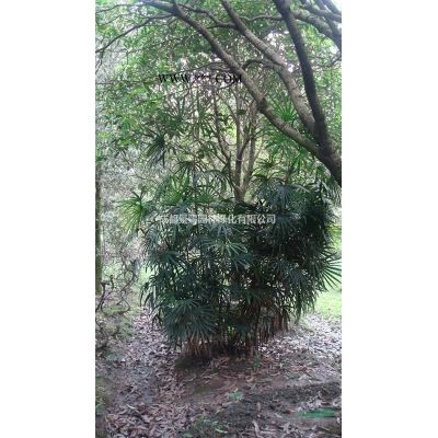 15公分欒樹供應，工程苗欒樹，截桿熟貨欒樹出售