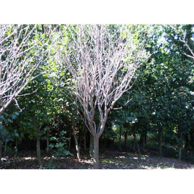 浙江地區低價供應紅葉李3到5公分