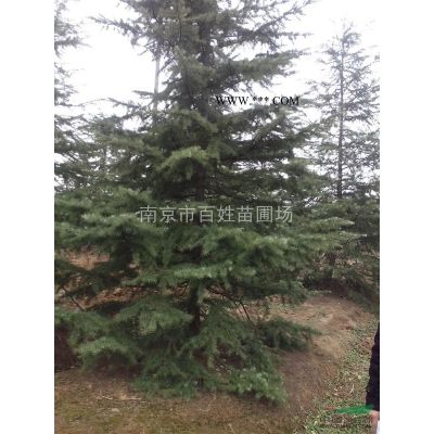 南京欒樹價格、湯泉欒樹價格