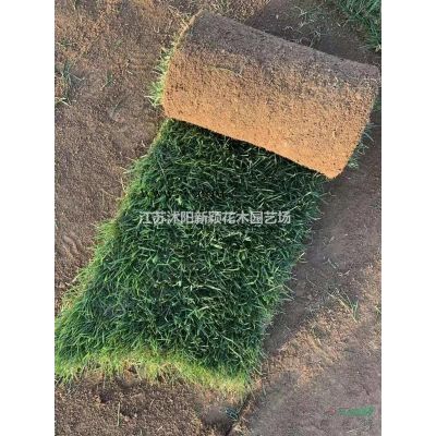 櫸樹  紅櫸樹圖片_紅櫸樹綠化苗木苗圃基地