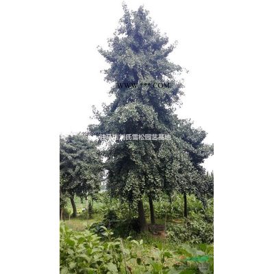 特價14公分欒樹